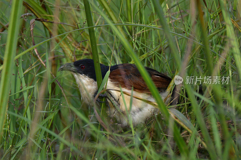 Blue-headed Coucal